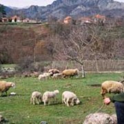 Шта град може да научи од села: Српски сељак је „мултипрактик“