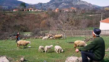 Шта град може да научи од села: Српски сељак је „мултипрактик“