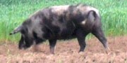 Репрезентативна изложба аутохтоних раса свиња