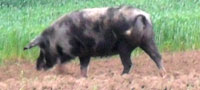 Репрезентативна изложба аутохтоних раса свиња