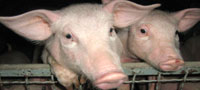 Најсавременија фарма свиња у Европи (белешке са једне посете)