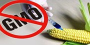 Стручњаци: Не дозволити улазак ГМО у Србију