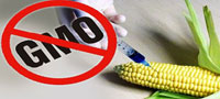 Стручњаци: Не дозволити улазак ГМО у Србију