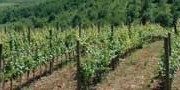 Вино Неготинске крајине: Чаробни бунар