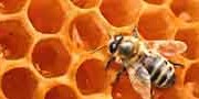 Школа пчеларства у оквиру пројекта „Пчеларски центар – Качерски мед“