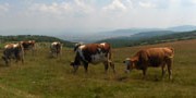 Србију прогласити за регион без ГМО