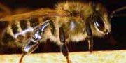 Како би изгледао свет без пчела?