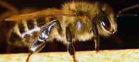 Како би изгледао свет без пчела?