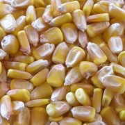 Продуктна берза: Рекордна цена кукуруза