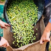 Плодови италијанско-српског партнерства – Пољопривреда један од главних адута за унапређење сарадње