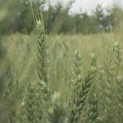 Цена пшенице – тржиште и очекивања