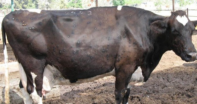 Заразна болест говеда у Бујановцу и Босилеграду
