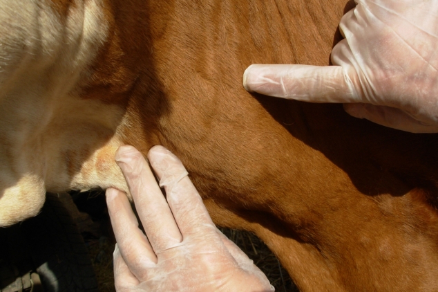 Болест „квргаве коже“: Ситуација тешка, али под контролом, уништено 465 говеда