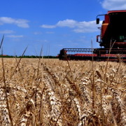 Србија рекордер у приносу пшенице