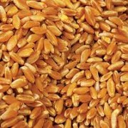 Принос пшенице рекордан – 2,88 милиона тона