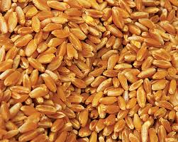 Принос пшенице рекордан – 2,88 милиона тона