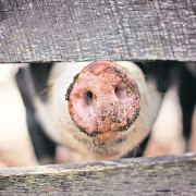 Данске свиње шире нову супербактерију