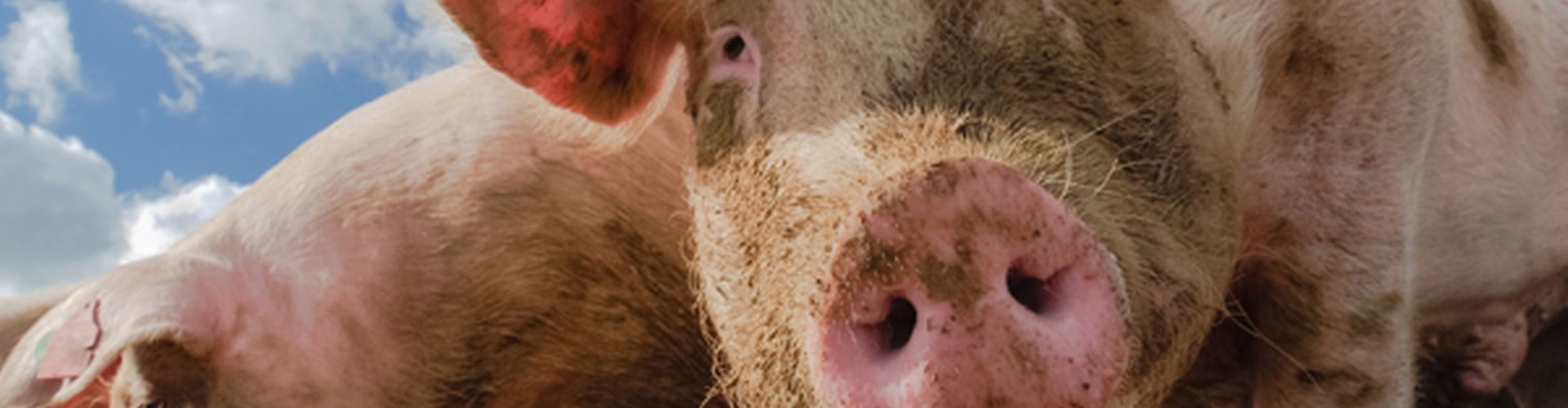 Извоз свињетине и даље под знаком питања