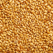 Продуктна берза: Тржиште кукуруза стабилно, цена пшенице пала