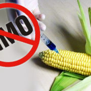 ЕУ ипак није спремна за ГМО :  „не“ за кукуруз