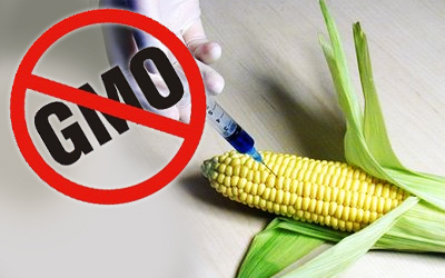 ЕУ ипак није спремна за ГМО :  „не“ за кукуруз