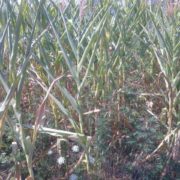 Суша уништила приносе кукуруза, соје и шећерне репе