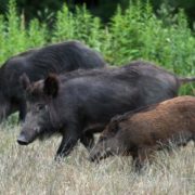 Србија добија прву фарму дивљих свиња