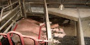 Погрешне реконструкције фарми свиња
