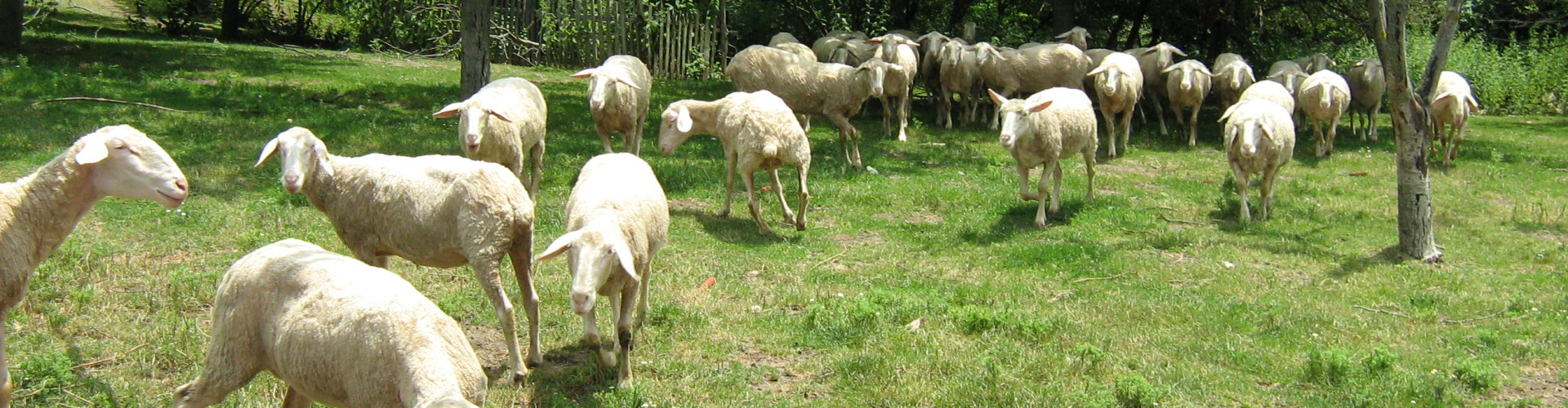 На салашу Кинг 273 данас почиње фестивал овчарства