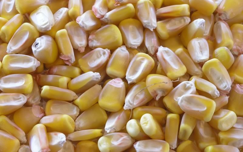 Продуктна берза: Рекордна цена кукуруза