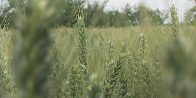 Цена пшенице – тржиште и очекивања