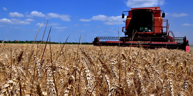 Србија рекордер у приносу пшенице