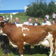 Шампионка 35. изложбе крава у Лајковцу је Фрида Пољопривредне школе Ваљево