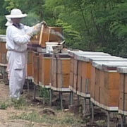 Врање домаћин Првог пчеларског сајма југоисточног Балкана