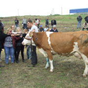 Крава Лара шампионка 36. изложбе говеда сименталске расе у Лајковцу