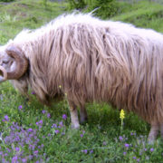 Бела метохијска овца (Бардока, Барлока)
