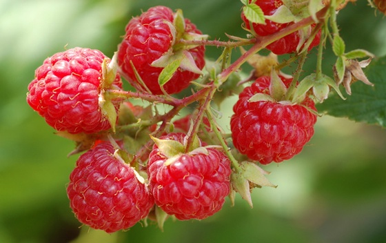 Очекује се мањи род малине него претходних година