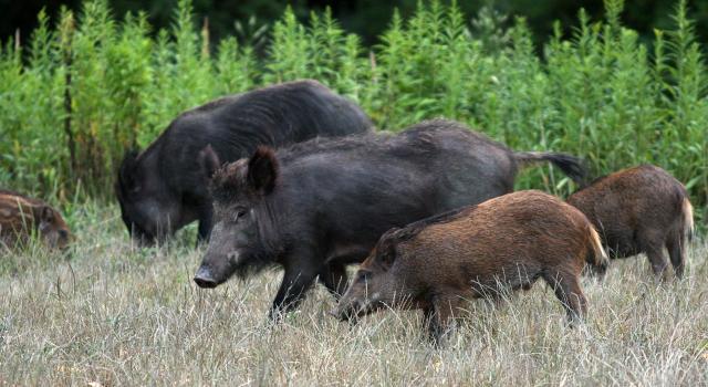 Србија добија прву фарму дивљих свиња