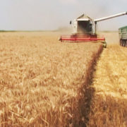 Пшенице за петину мање него лане